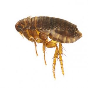 FLEAS - Competitive Pest Services | Myanmar